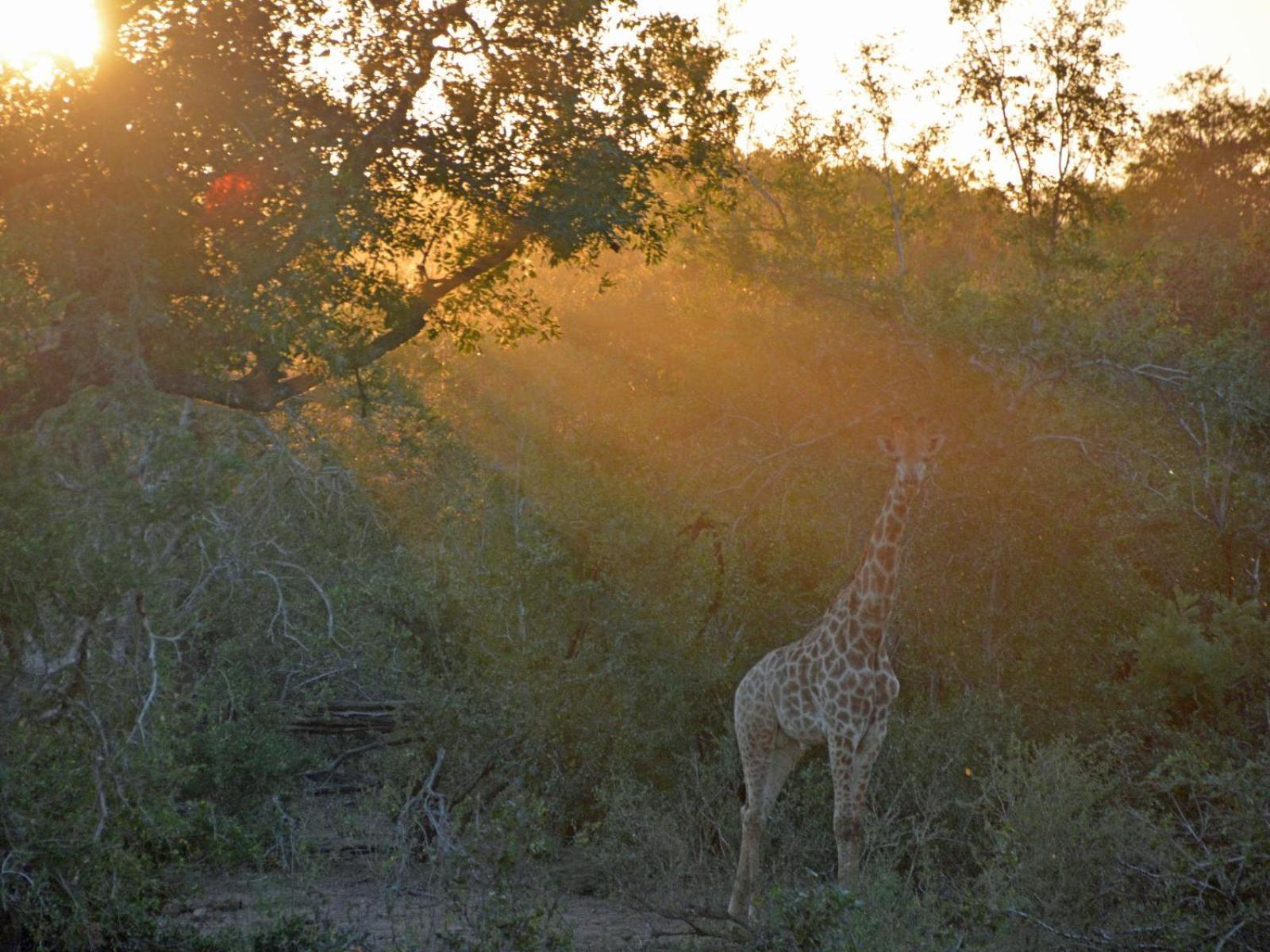 Croc Orvyll'S Kruger Lodge Marloth Park Dış mekan fotoğraf