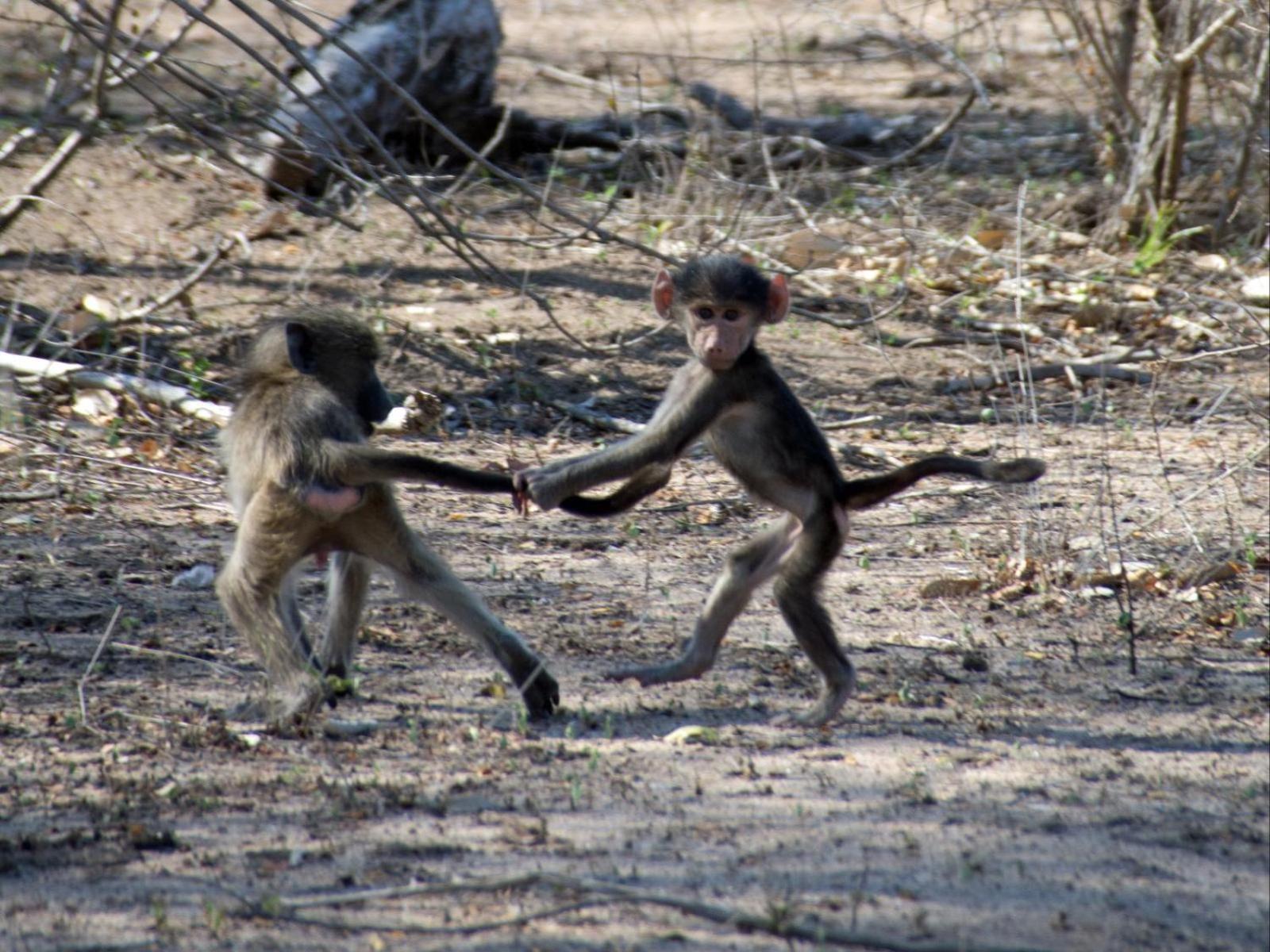 Croc Orvyll'S Kruger Lodge Marloth Park Dış mekan fotoğraf